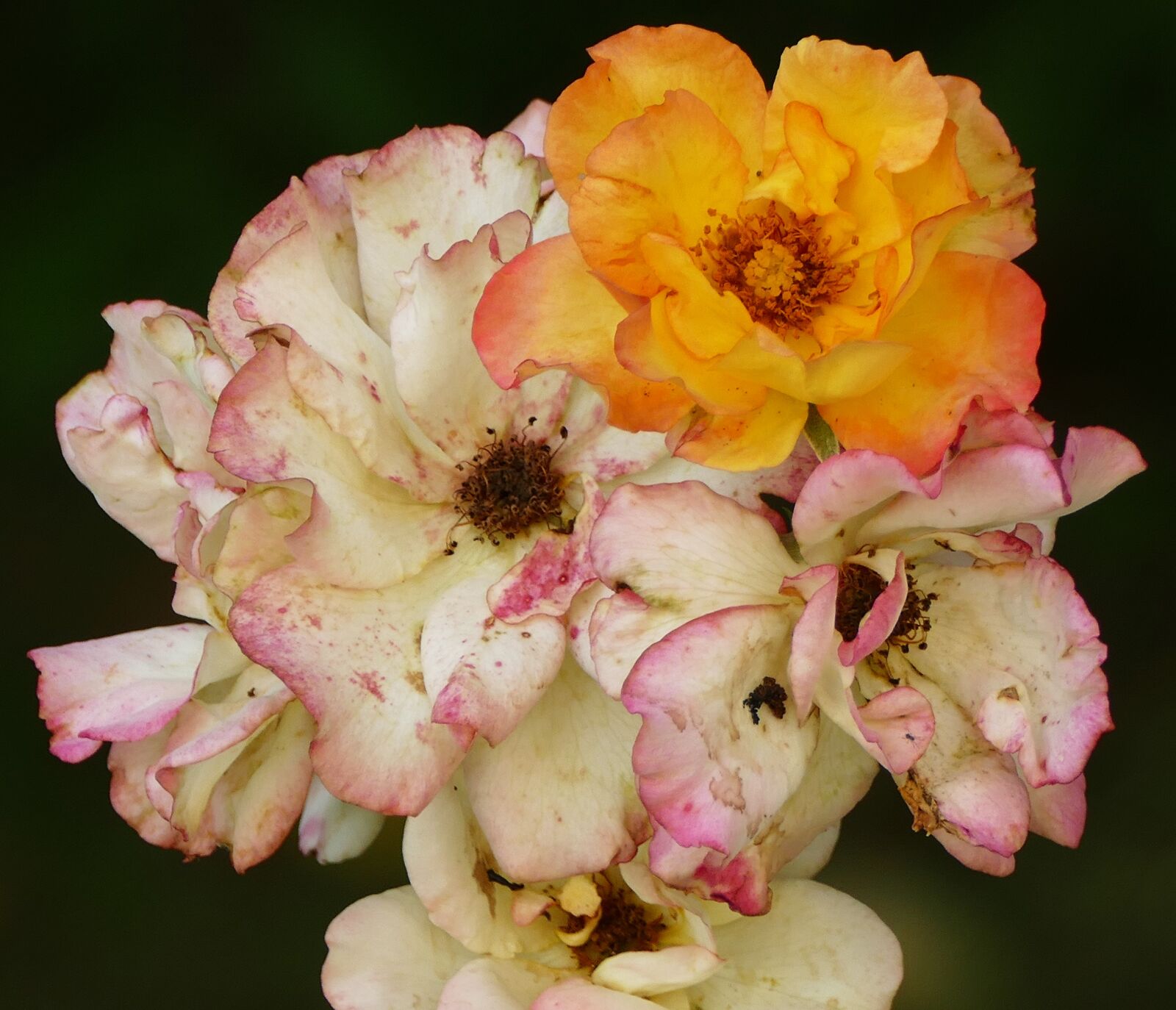 Panasonic Lumix DMC-FZ1000 sample photo. Rose, shrub rose, blossom photography