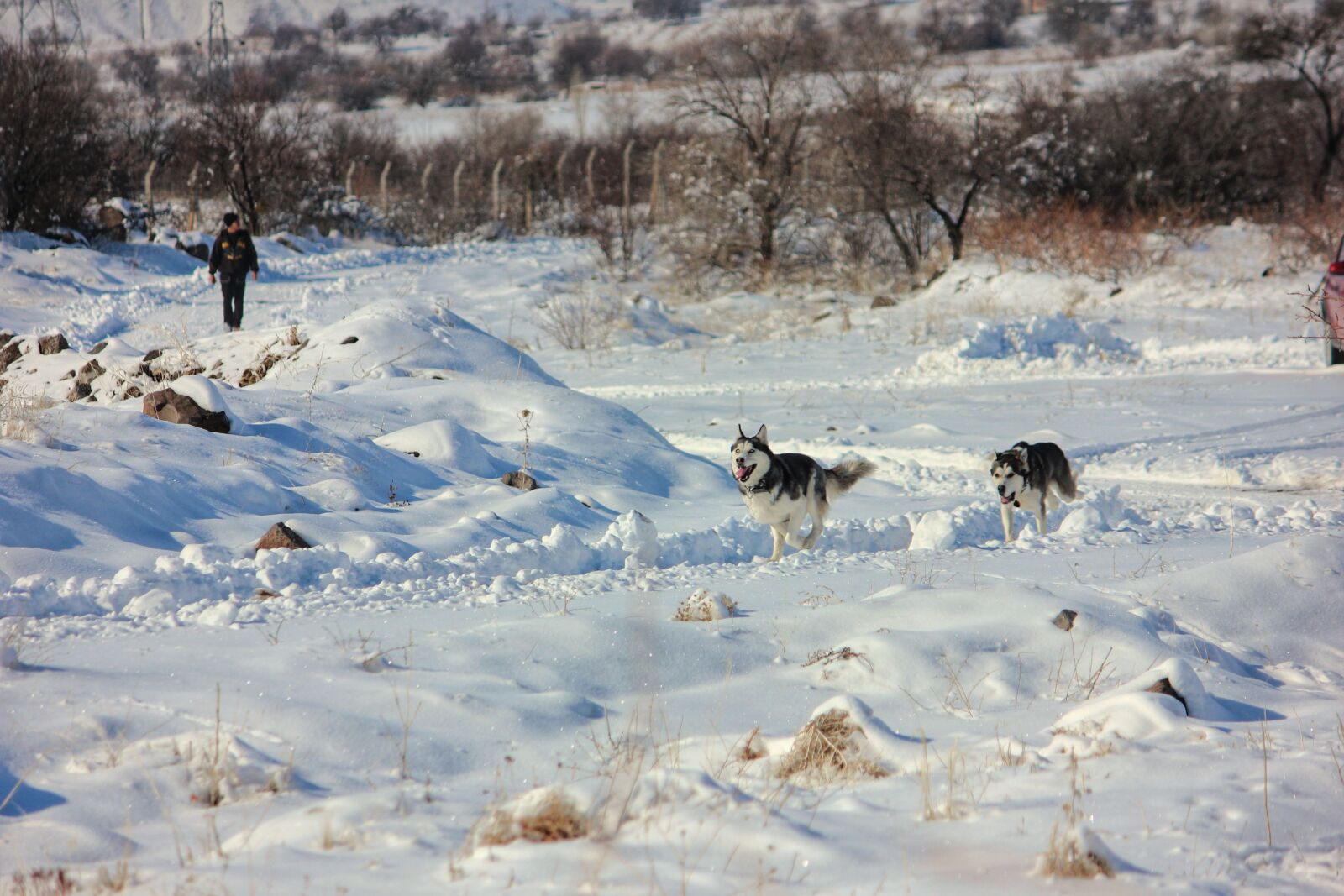 Canon EOS 600D (Rebel EOS T3i / EOS Kiss X5) sample photo. Dogs, snow, wolves photography