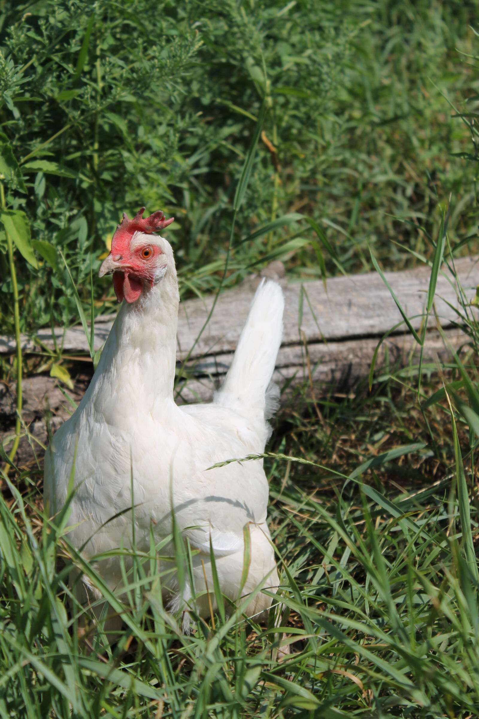 Canon EOS 1100D (EOS Rebel T3 / EOS Kiss X50) sample photo. Bird, chicken, farm, grass photography
