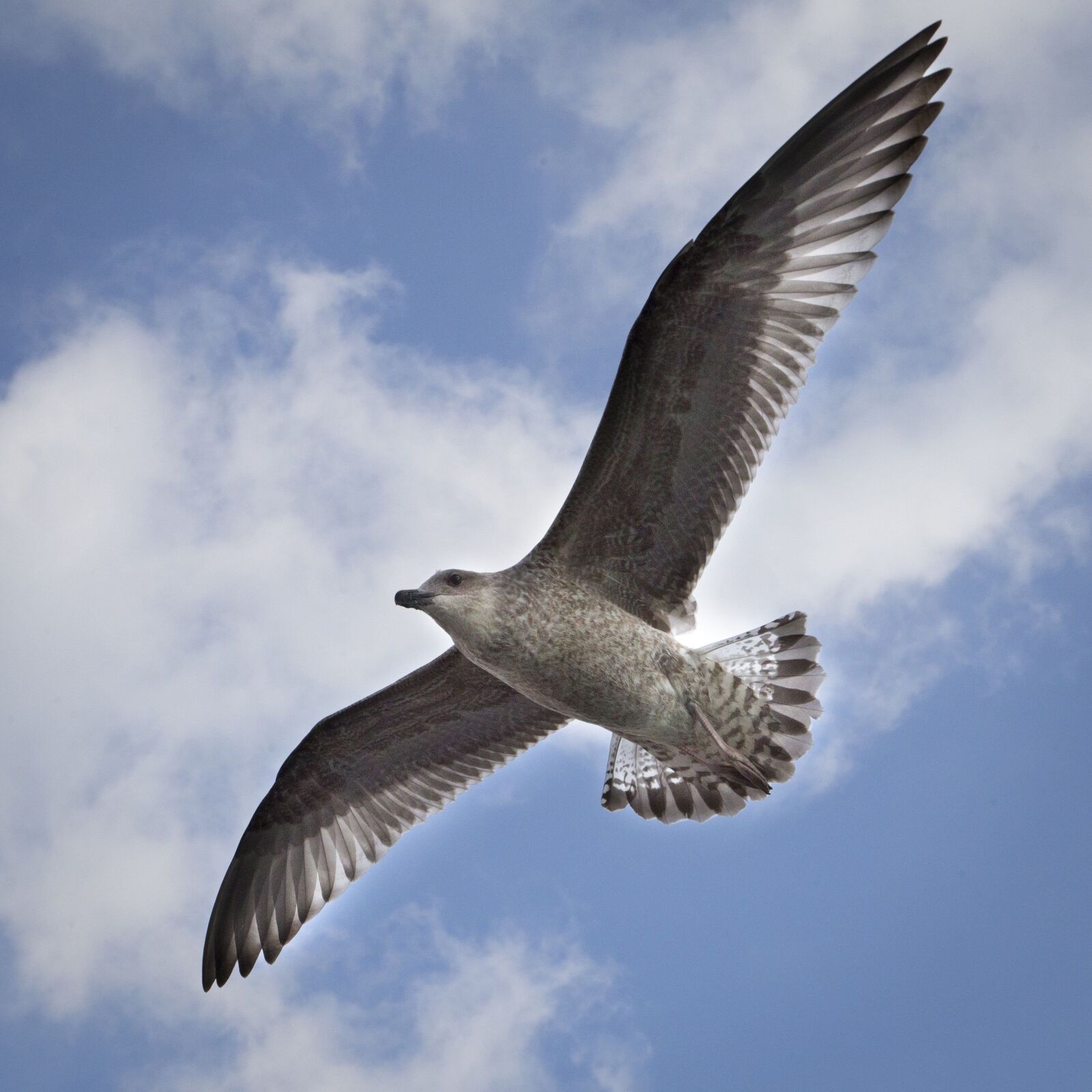 Canon EOS 6D + Canon EF 24-105mm F4L IS USM sample photo. Bird, flying, seagull photography