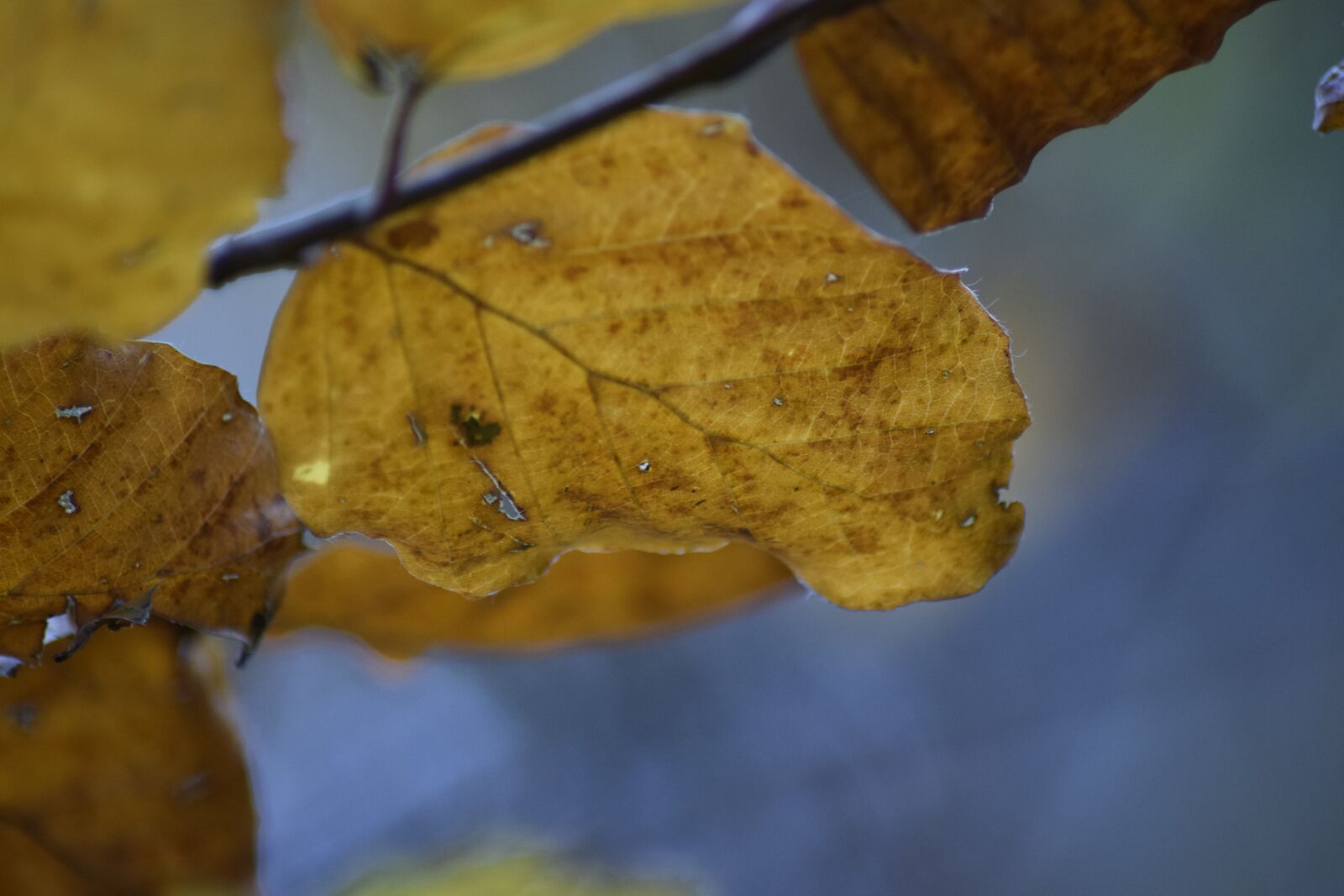 Nikon D3300 sample photo. Eifel, nature, autumn photography