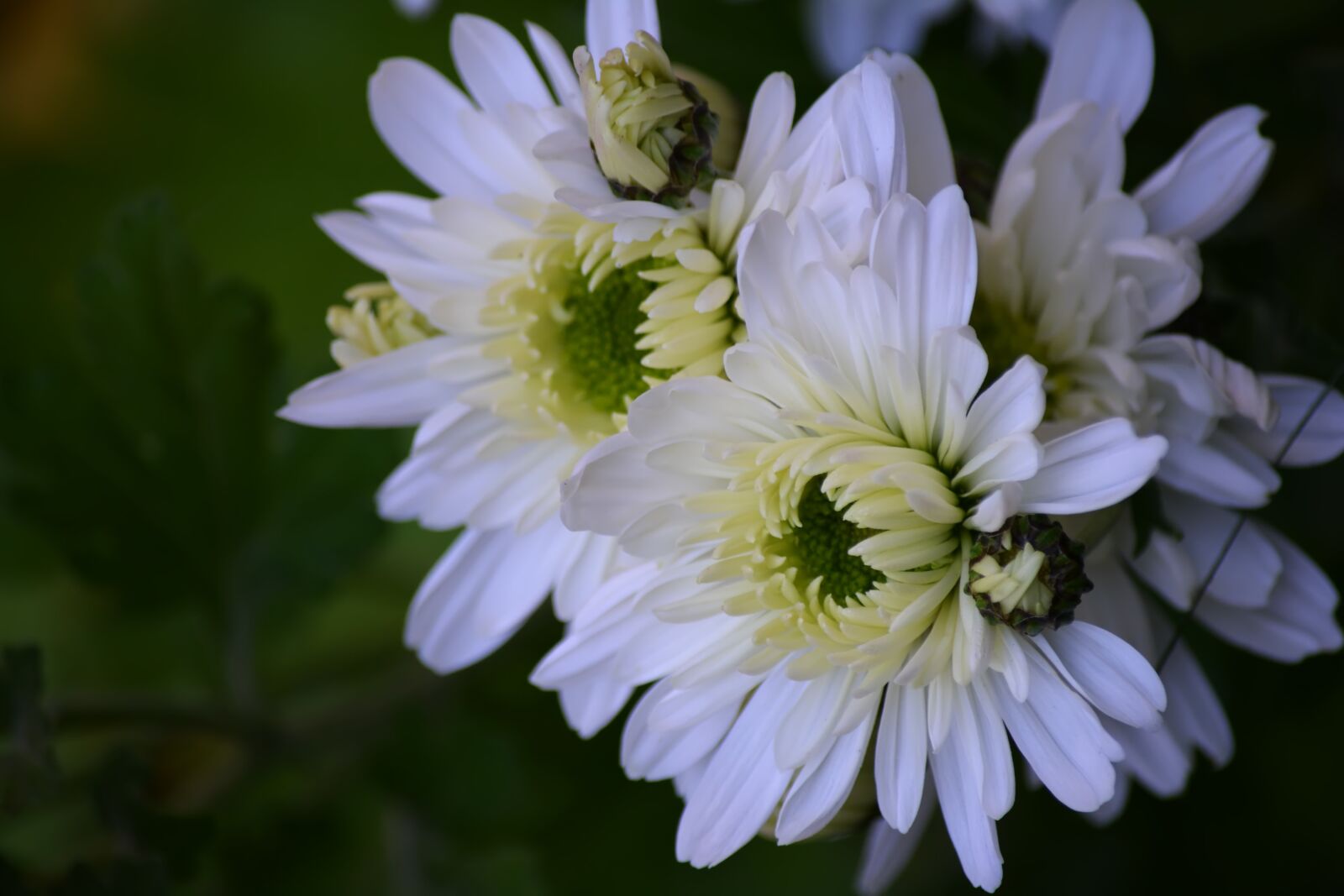 Nikon D5200 sample photo. Chrysanthemum, flowers, garden photography