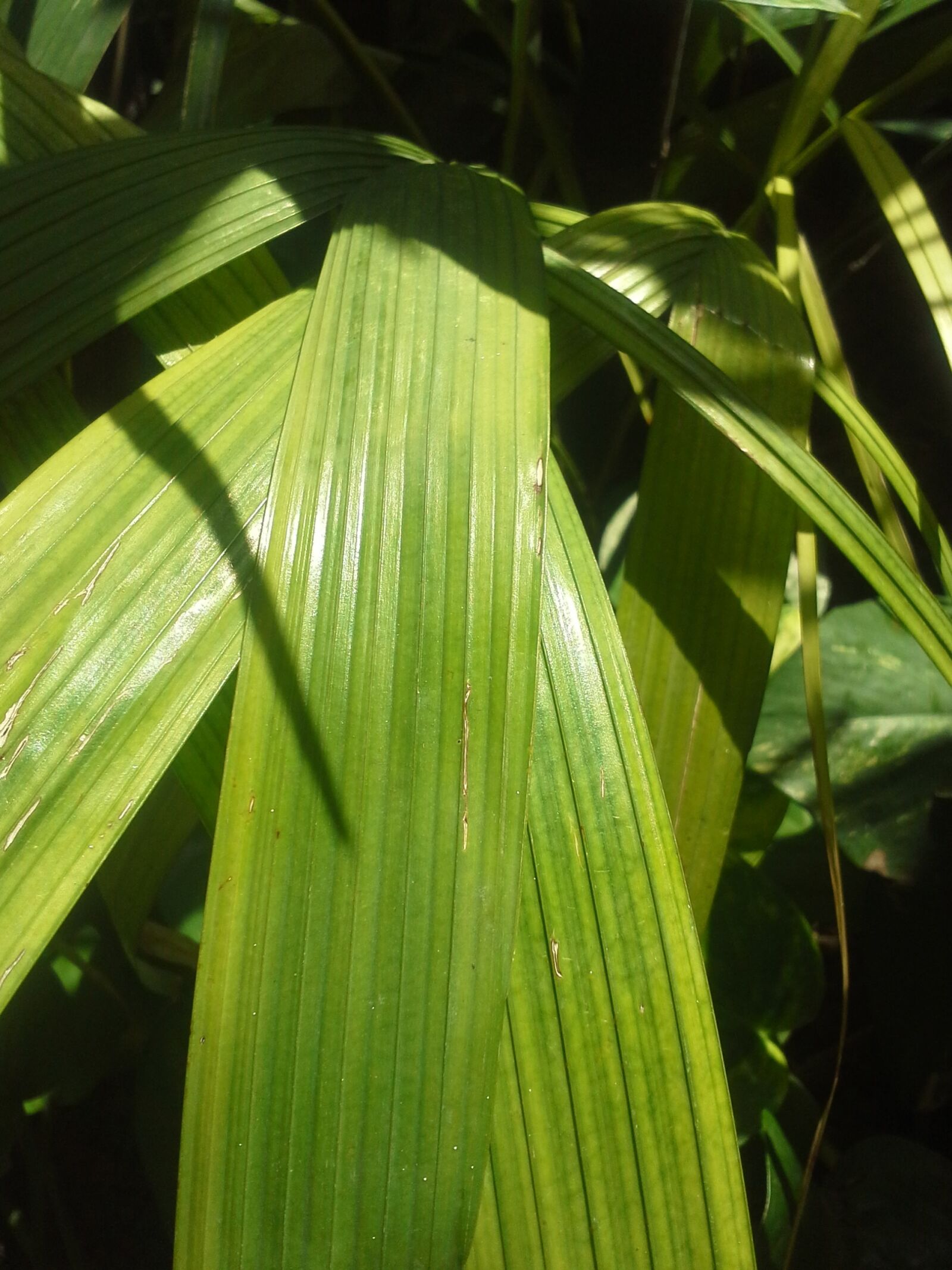 Samsung Galaxy Beam sample photo. Leaves, green, plants photography