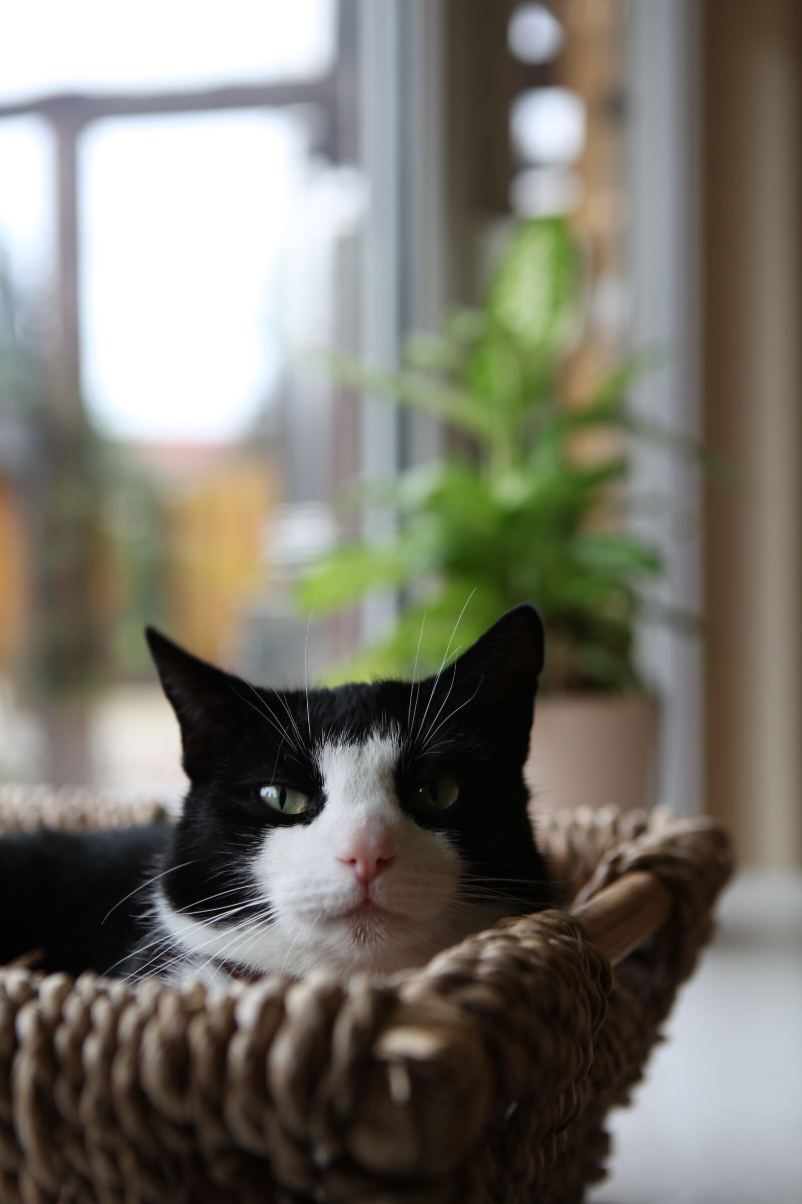 Canon EOS 5D Mark II sample photo. Cat, basket, rest photography