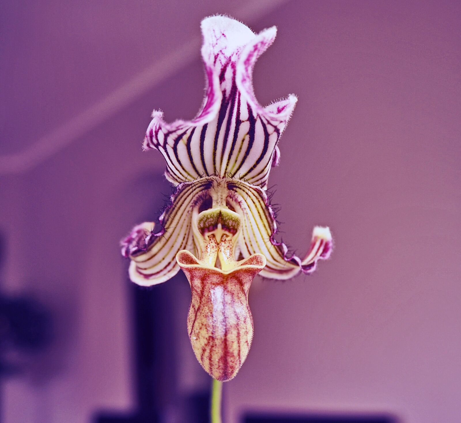 Olympus PEN E-PL8 sample photo. Flower, orchid, orchis photography