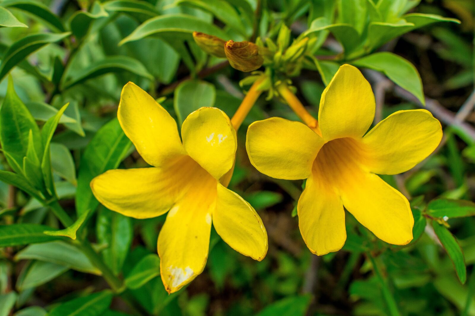 Nikon D3300 sample photo. Flowers, yellow, garden photography