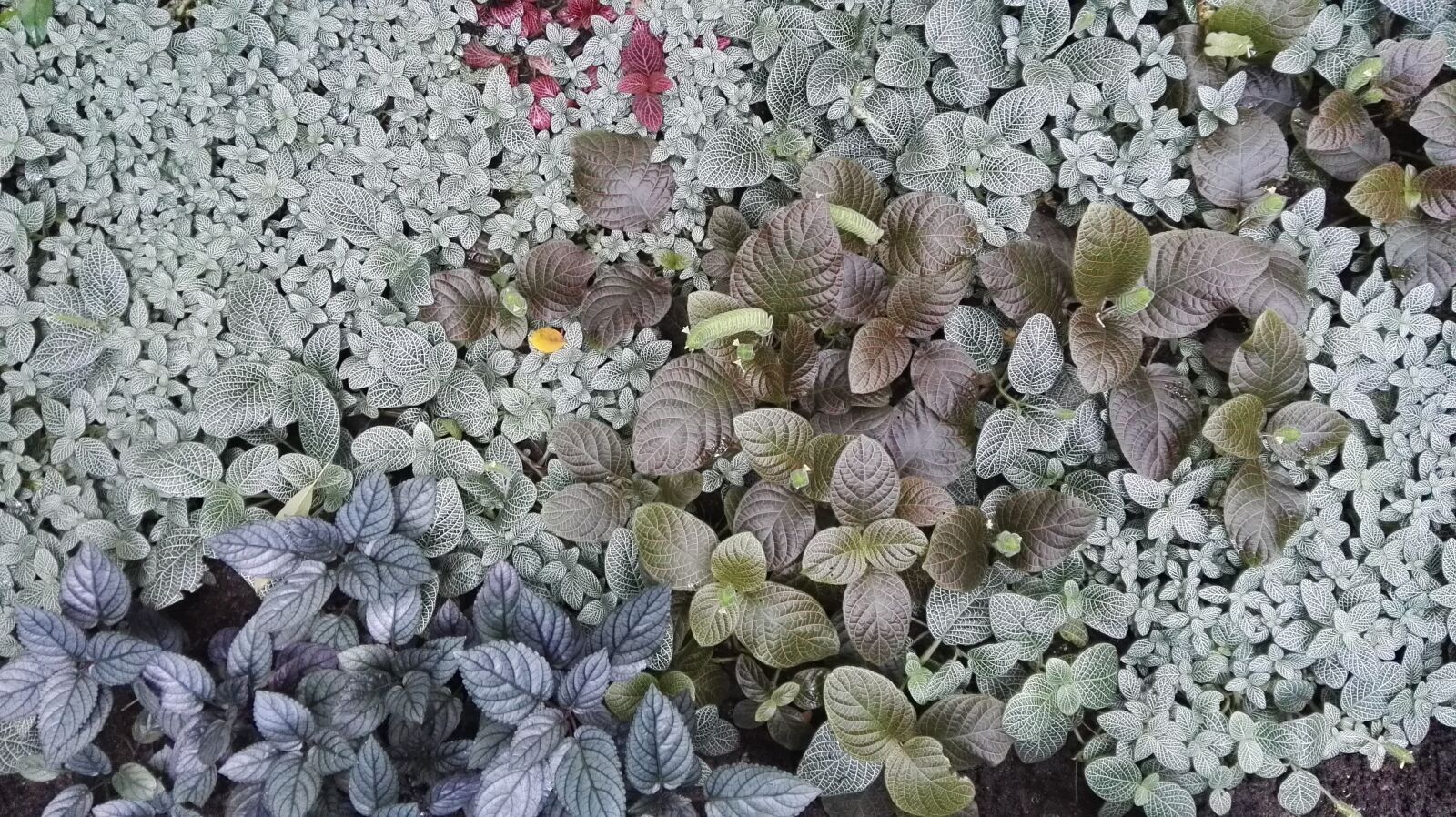 HUAWEI P8 sample photo. Color, delicate, flora, flowers photography
