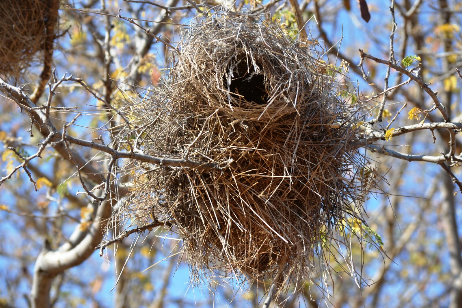 Nikon D3100 sample photo. Bird, nest photography
