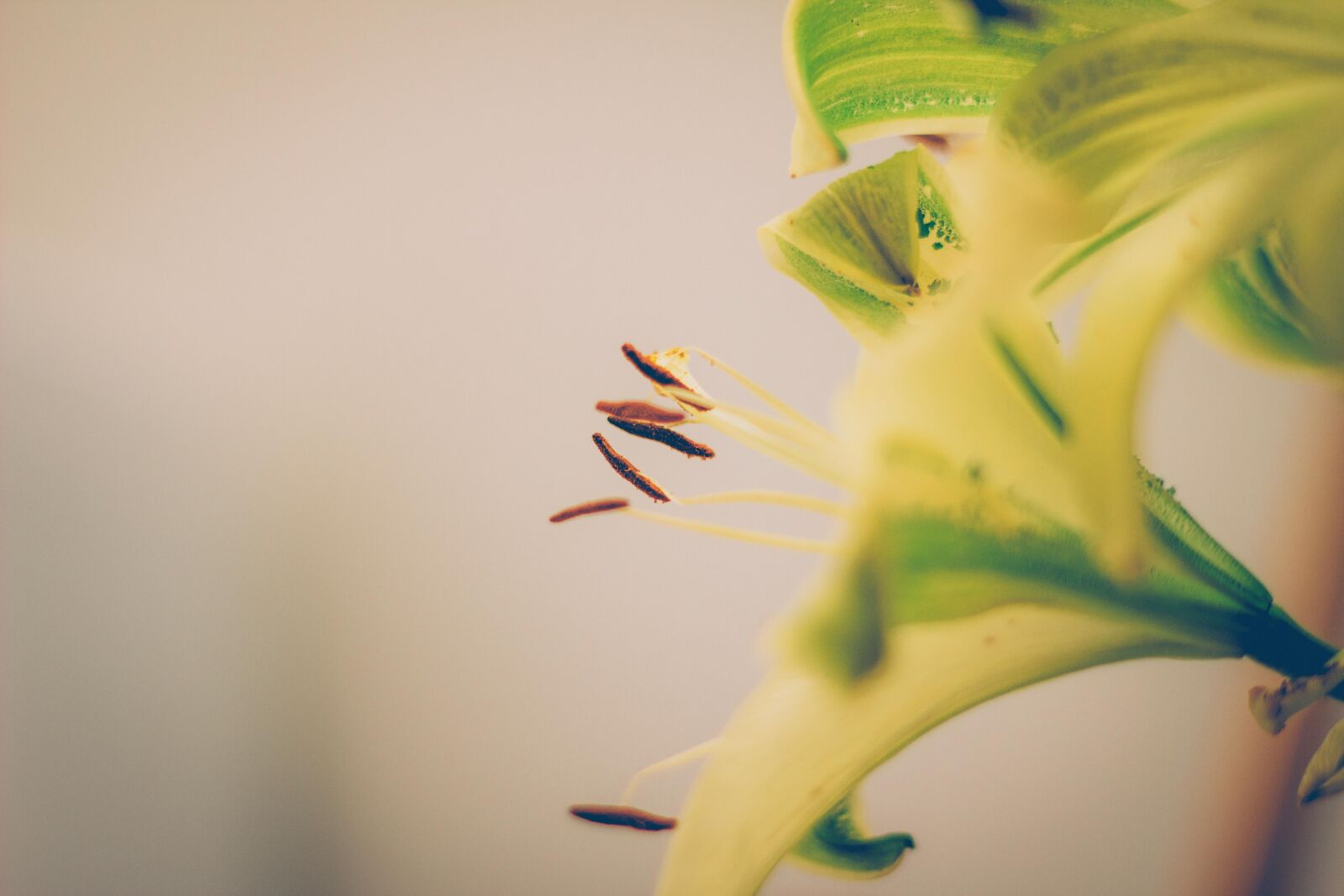 Canon EOS 60D + Canon EF 50mm F1.8 II sample photo. Flower, garden, green, greenery photography