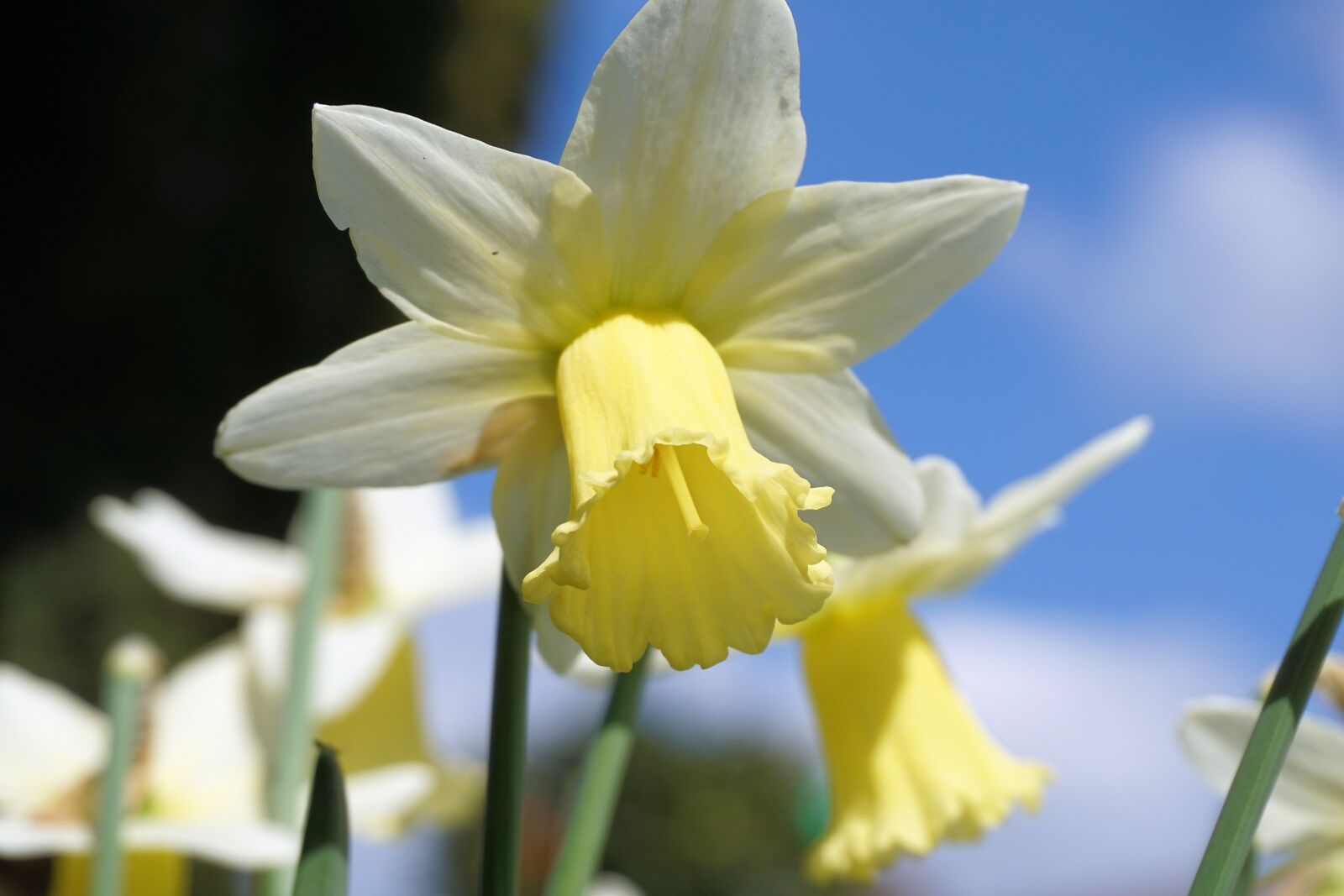Sony a6000 sample photo. Narcissus, flowers, narcissus pseudonarcissus photography