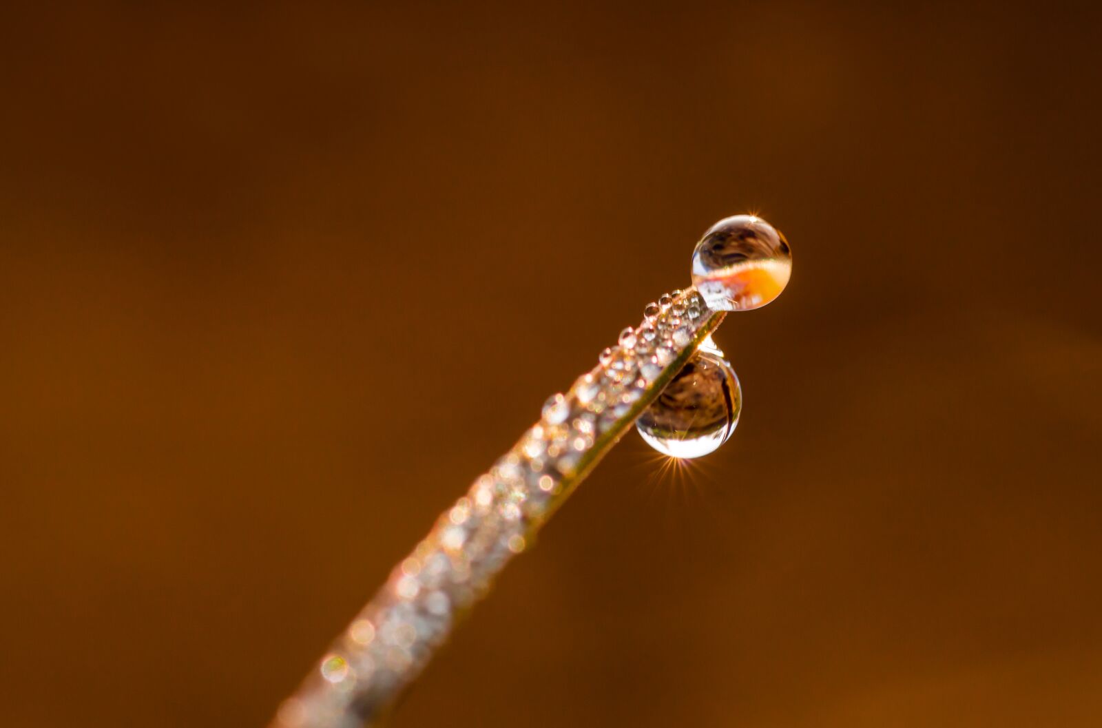 Canon EOS 750D (EOS Rebel T6i / EOS Kiss X8i) sample photo. Drip, blade of grass photography