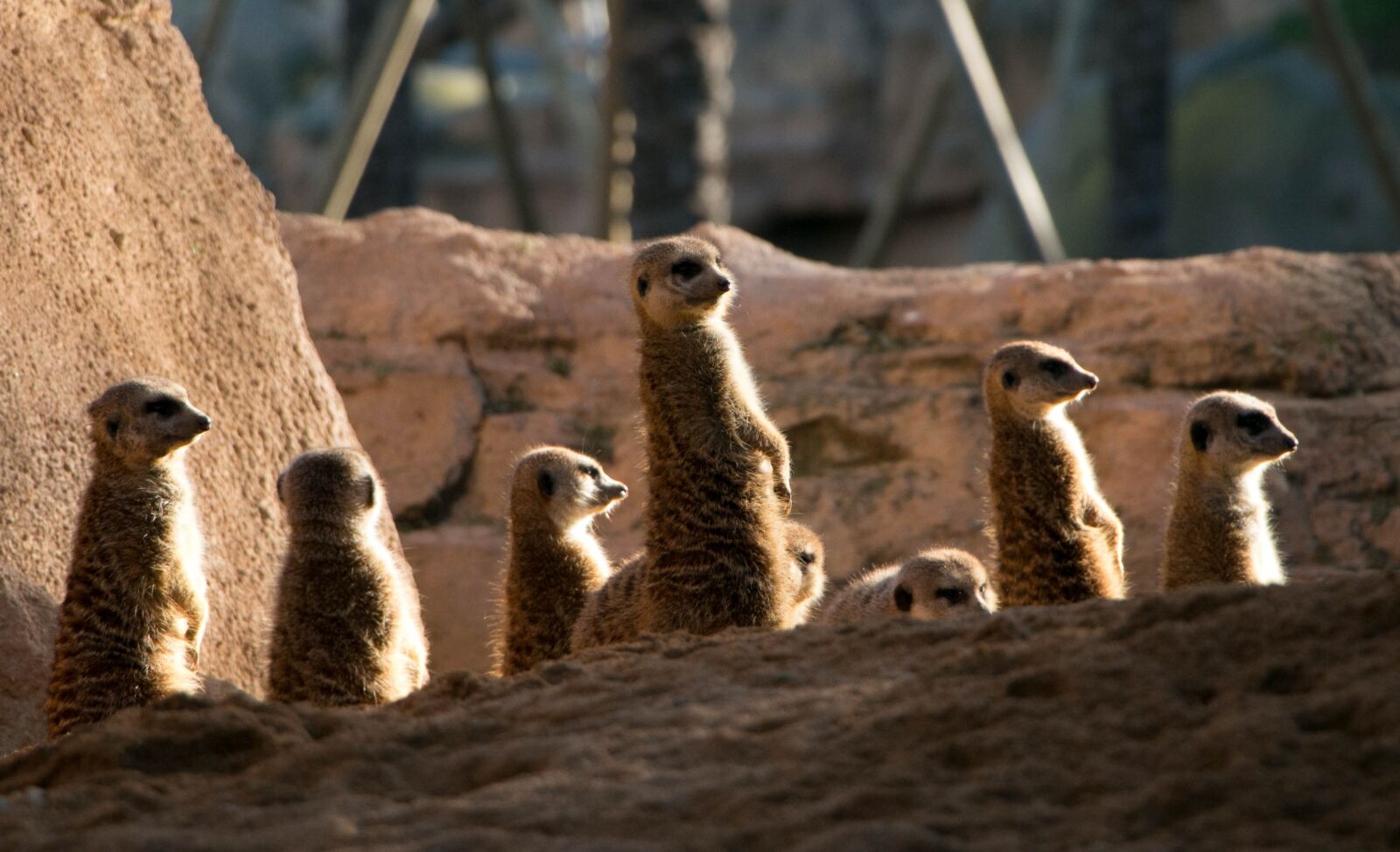 Canon EOS 70D sample photo. Meercats, zoo, valencia photography