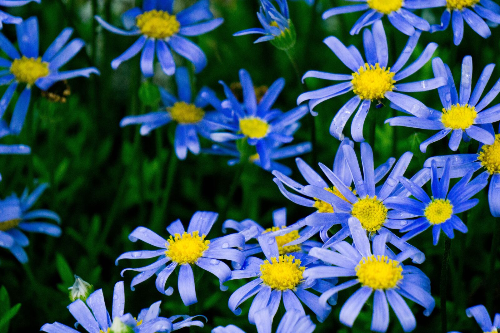 Sony E 55-210mm F4.5-6.3 OSS sample photo. Flower, floral, blue photography