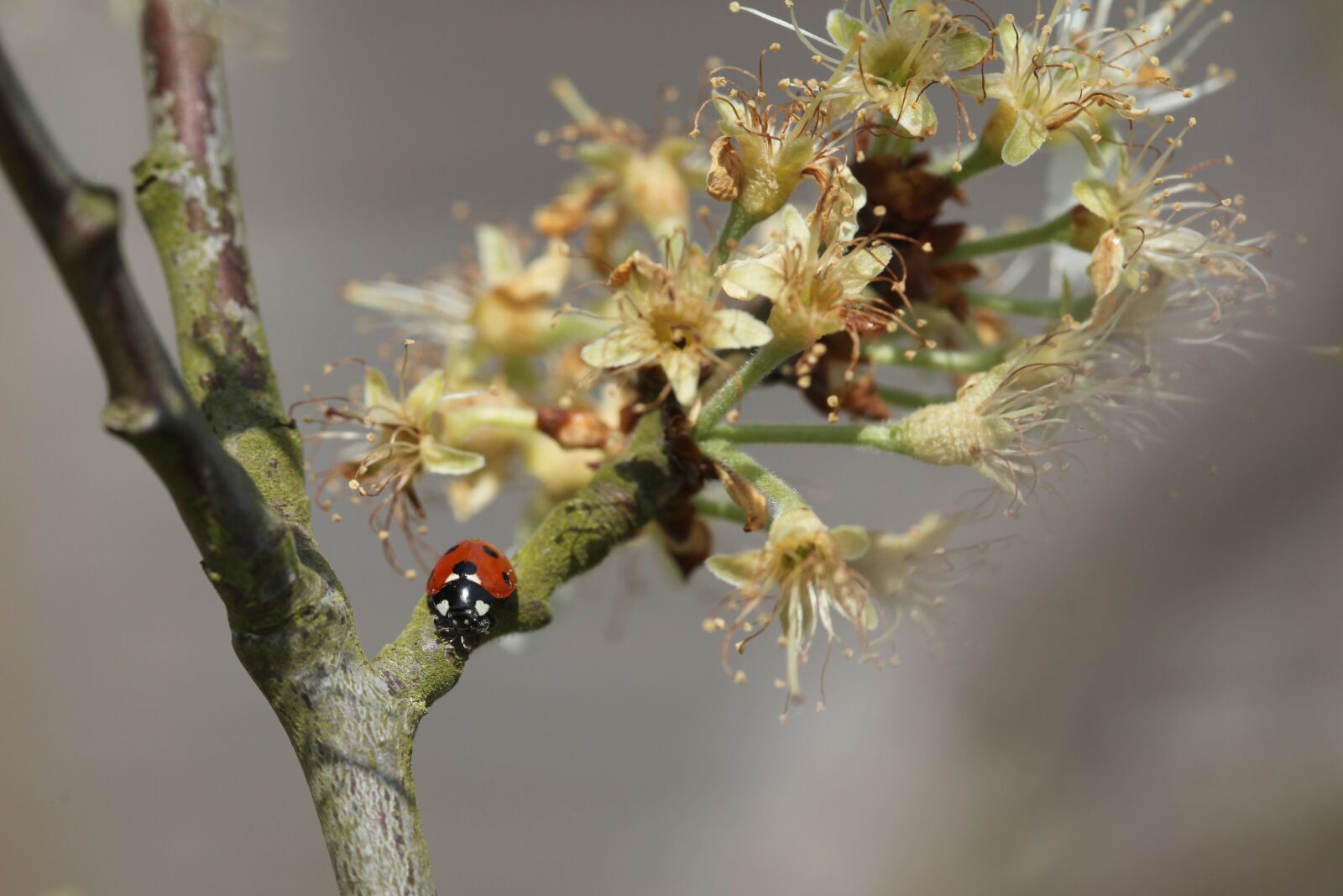 Canon EOS 5D Mark II sample photo. Ladybird, tree, garden photography
