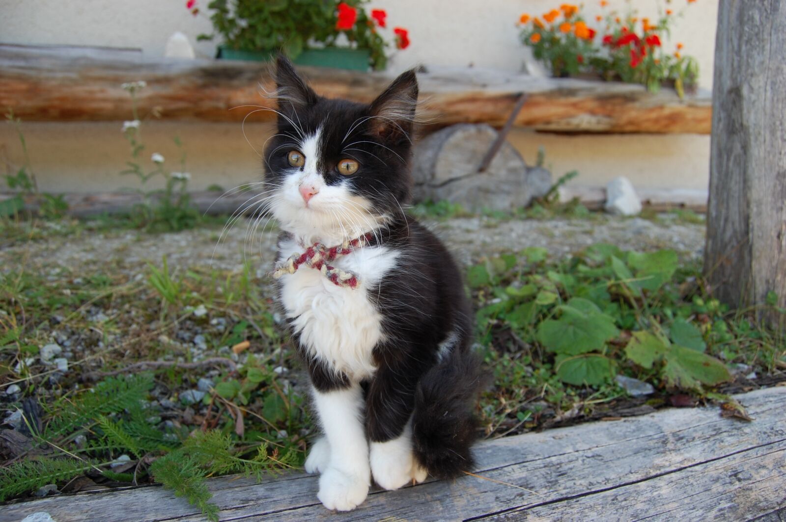 Nikon D40 sample photo. Young cat, flowers, farm photography