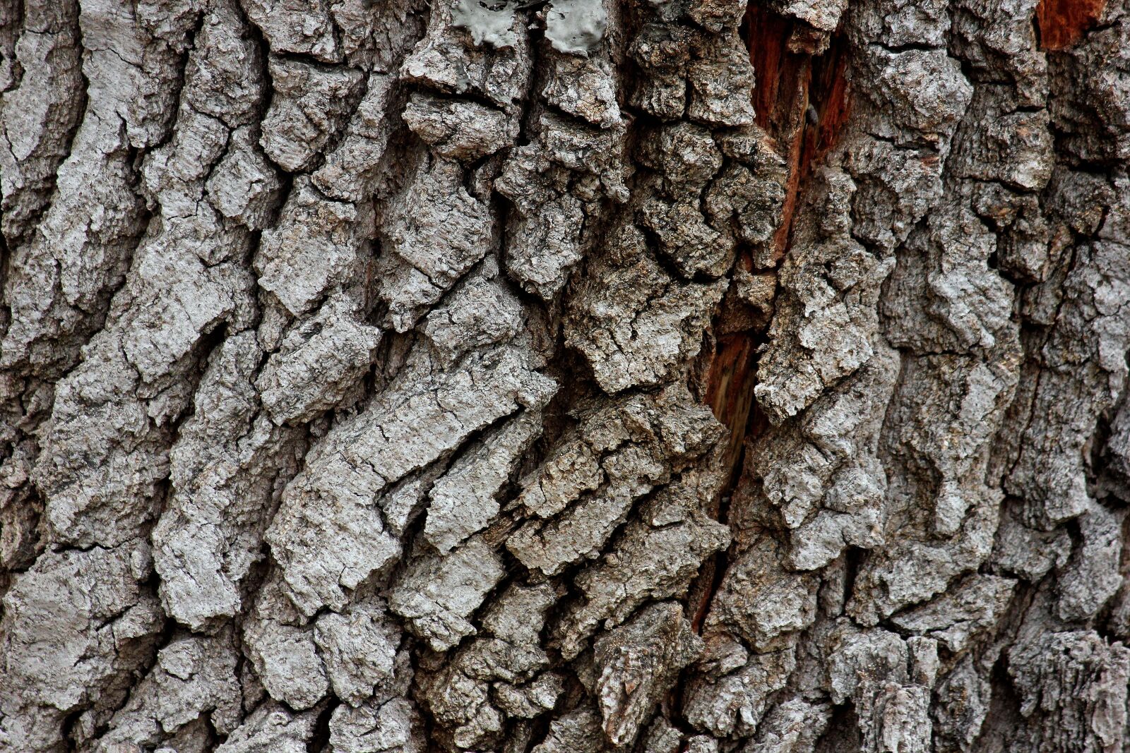Canon EOS 550D (EOS Rebel T2i / EOS Kiss X4) sample photo. Bark, rau, dry photography