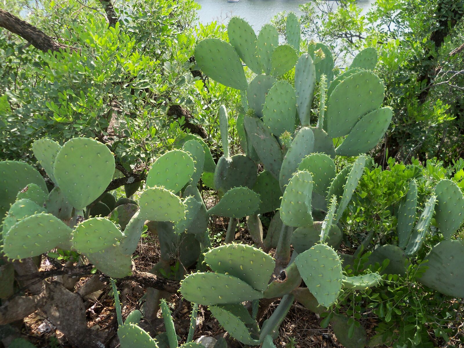 Kodak EasyShare Z915 sample photo. Cactus, desert, desert plant photography