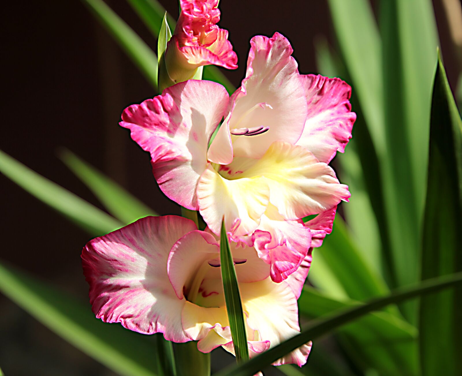 Canon EOS 550D (EOS Rebel T2i / EOS Kiss X4) sample photo. Gladiolus, flower, plant photography