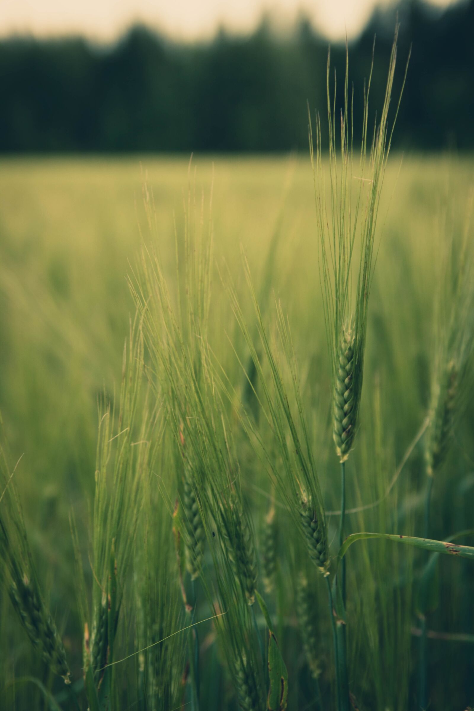 Canon EOS 50D sample photo. Nature, field, grain photography