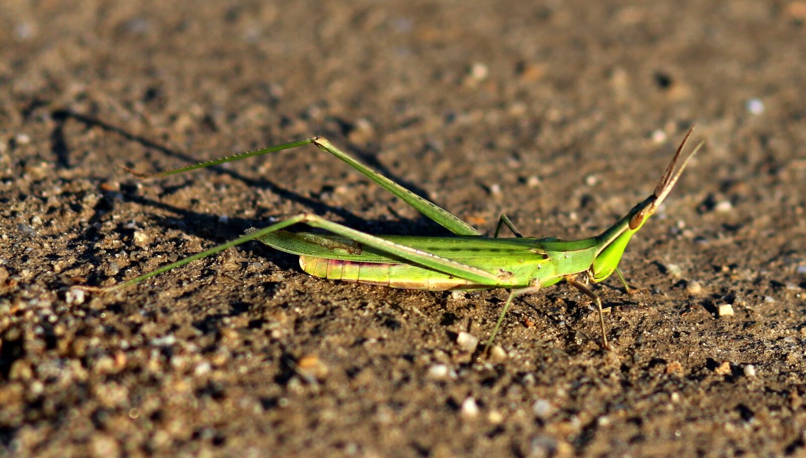 Canon EOS 700D (EOS Rebel T5i / EOS Kiss X7i) + Canon EF 85mm F1.8 USM sample photo. Grasshopper, insecta, green photography