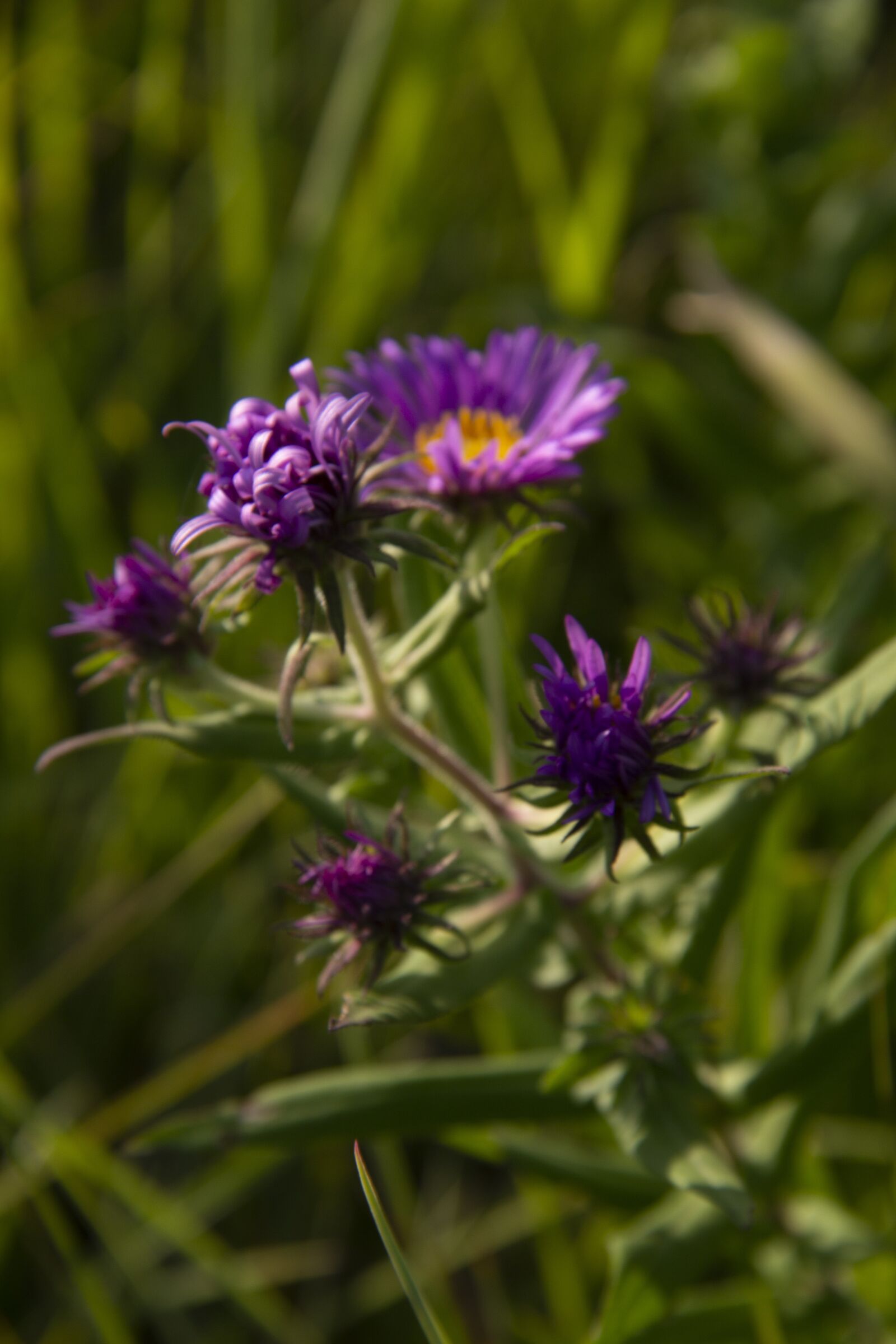Canon EOS 60D sample photo. Aster, purple, petal photography