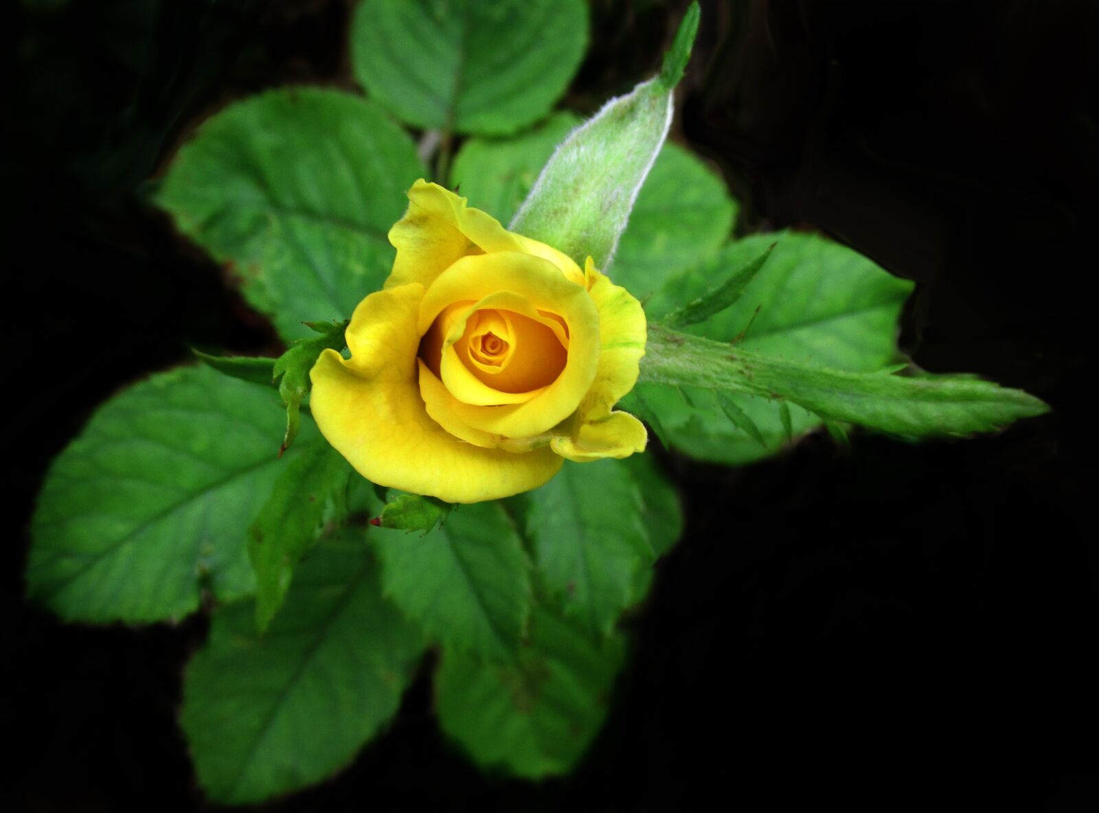 Canon PowerShot SX170 IS sample photo. Rose, yellow, flower photography