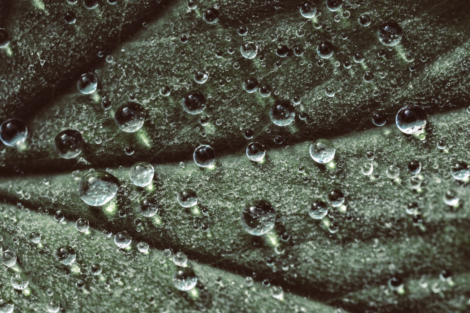 Nikon D610 sample photo. Drip, raindrop, leaf photography