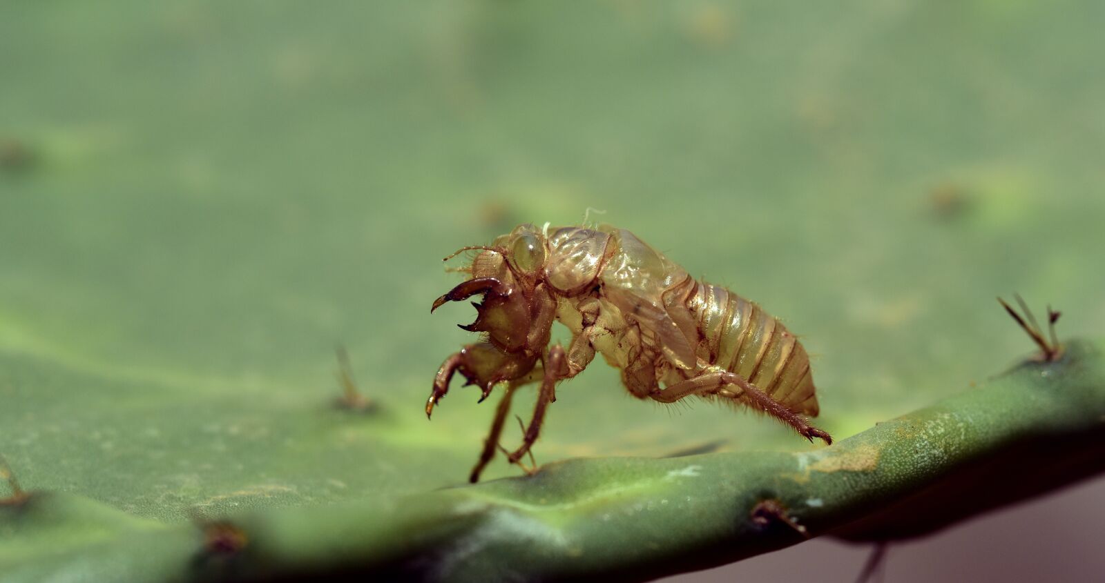 Nikon D750 sample photo. Sleeve, insect, hatched photography
