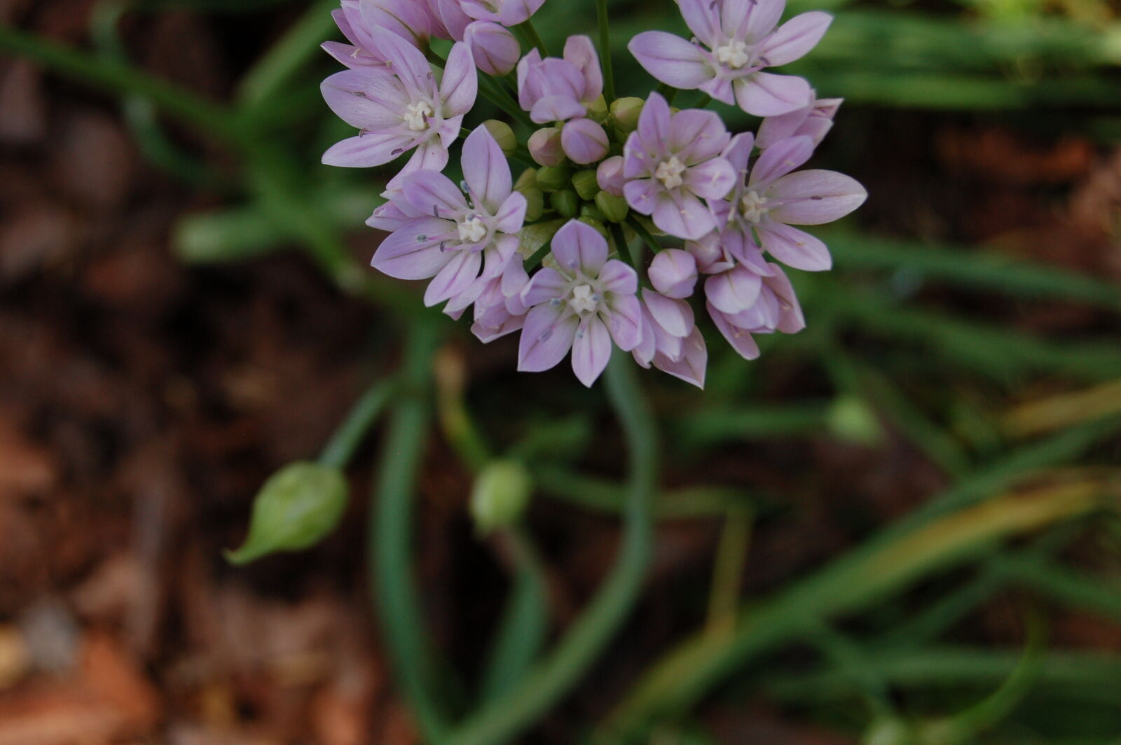 AF-S DX Zoom-Nikkor 18-55mm f/3.5-5.6G ED sample photo. Flower, flowers, purple, purple photography