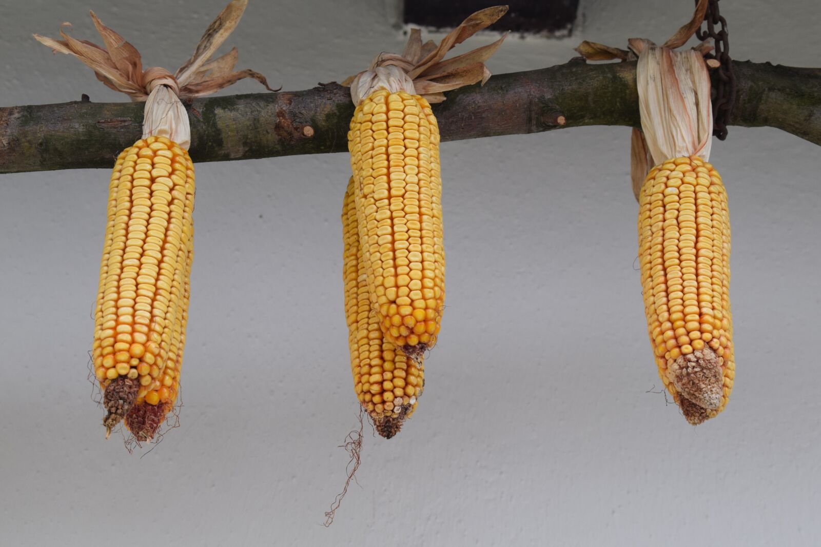 Nikon D3300 sample photo. Folk, corn, old photography