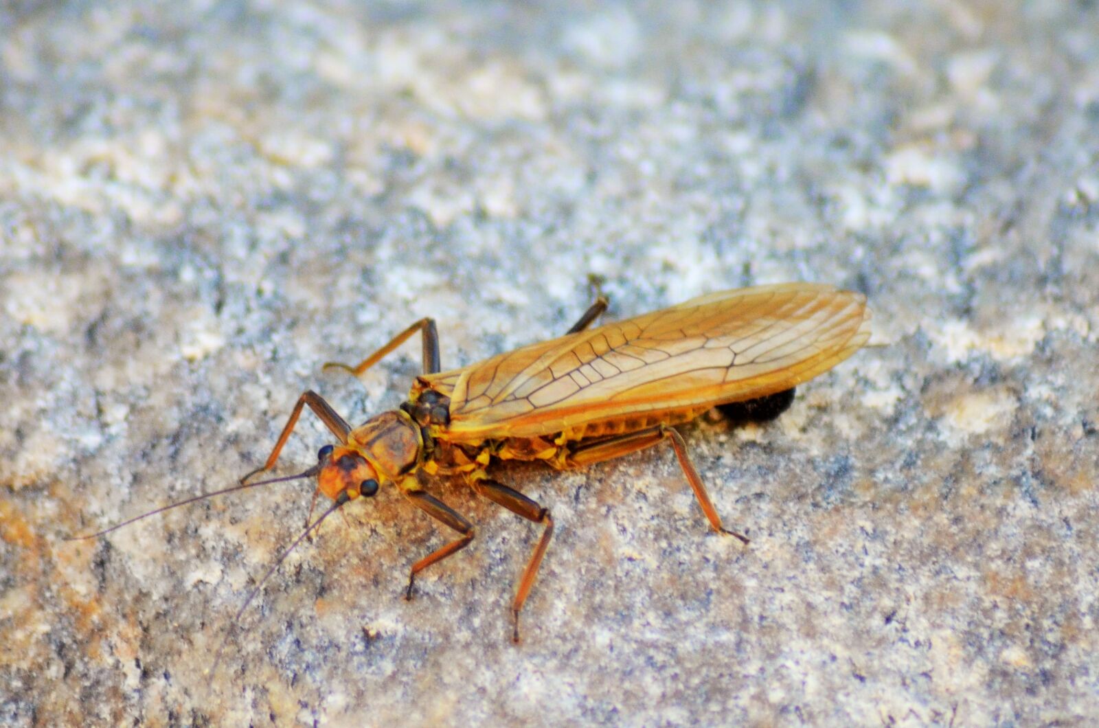 Nikon D5100 sample photo. Insect, cicada, vocals photography