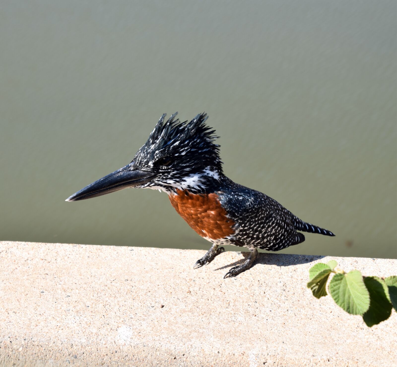 Nikon D5300 sample photo. Giant kingfisher, bird, kingfisher photography