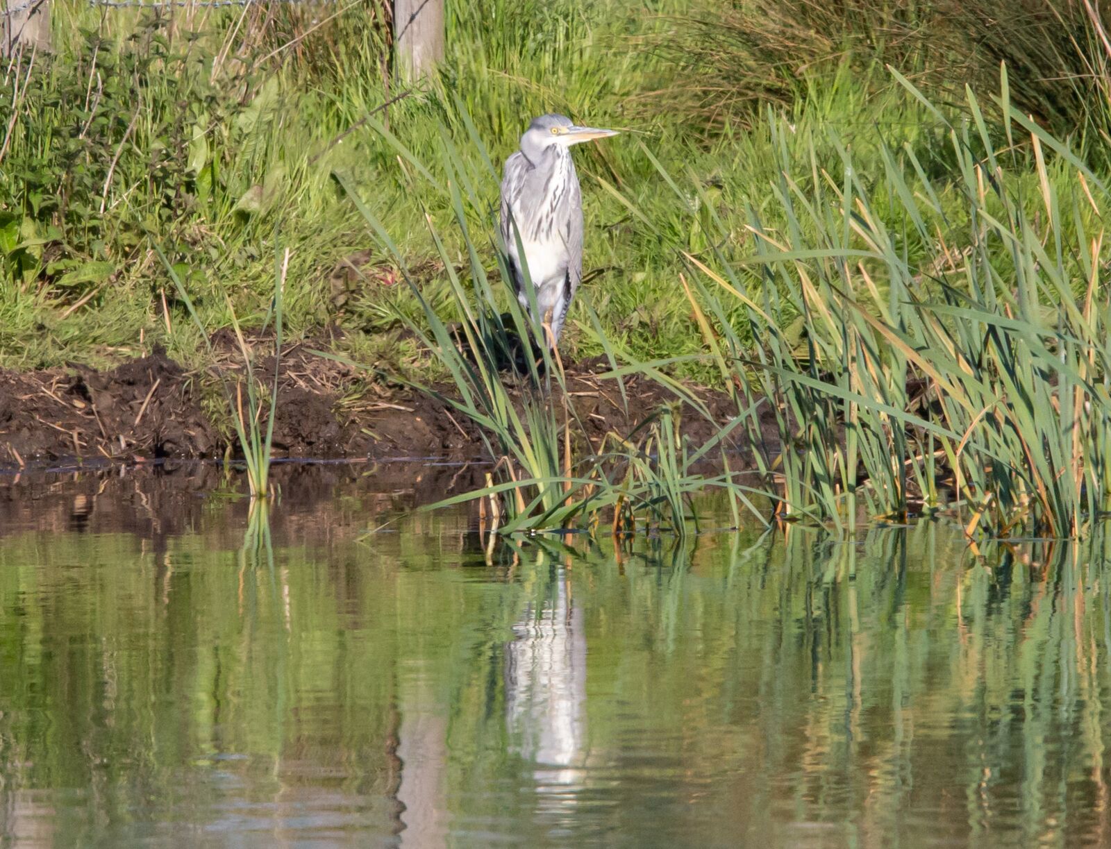 150-600mm F5-6.3 DG OS HSM | Contemporary 015 sample photo. Sunbathing heron, heron hunting photography