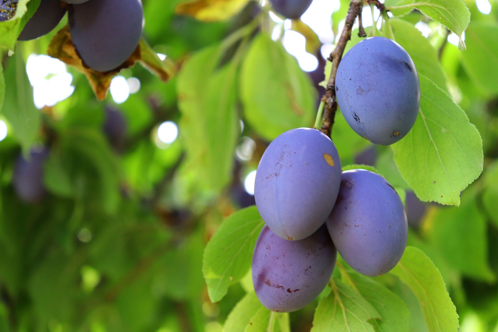 Canon EOS 800D (EOS Rebel T7i / EOS Kiss X9i) sample photo. Plum, fruit, branch photography