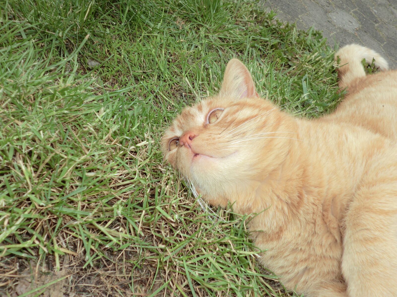CASIO EX-S200 sample photo. Cat, kitten, domestic cat photography