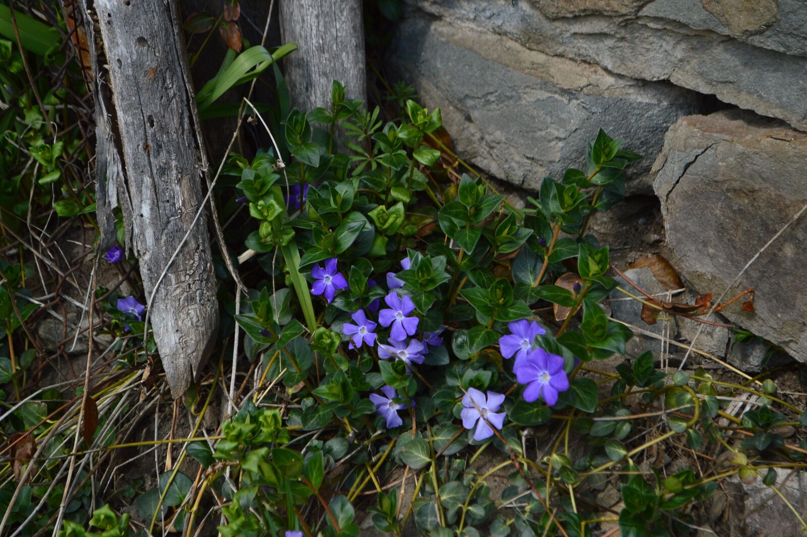 Nikon D3200 sample photo. Blue, flowers, fence photography