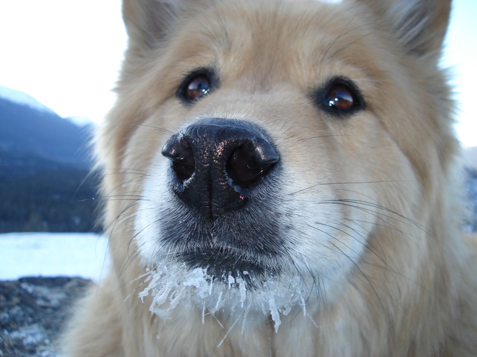 Sony DSC-W30 sample photo. Dog, canine, animal photography