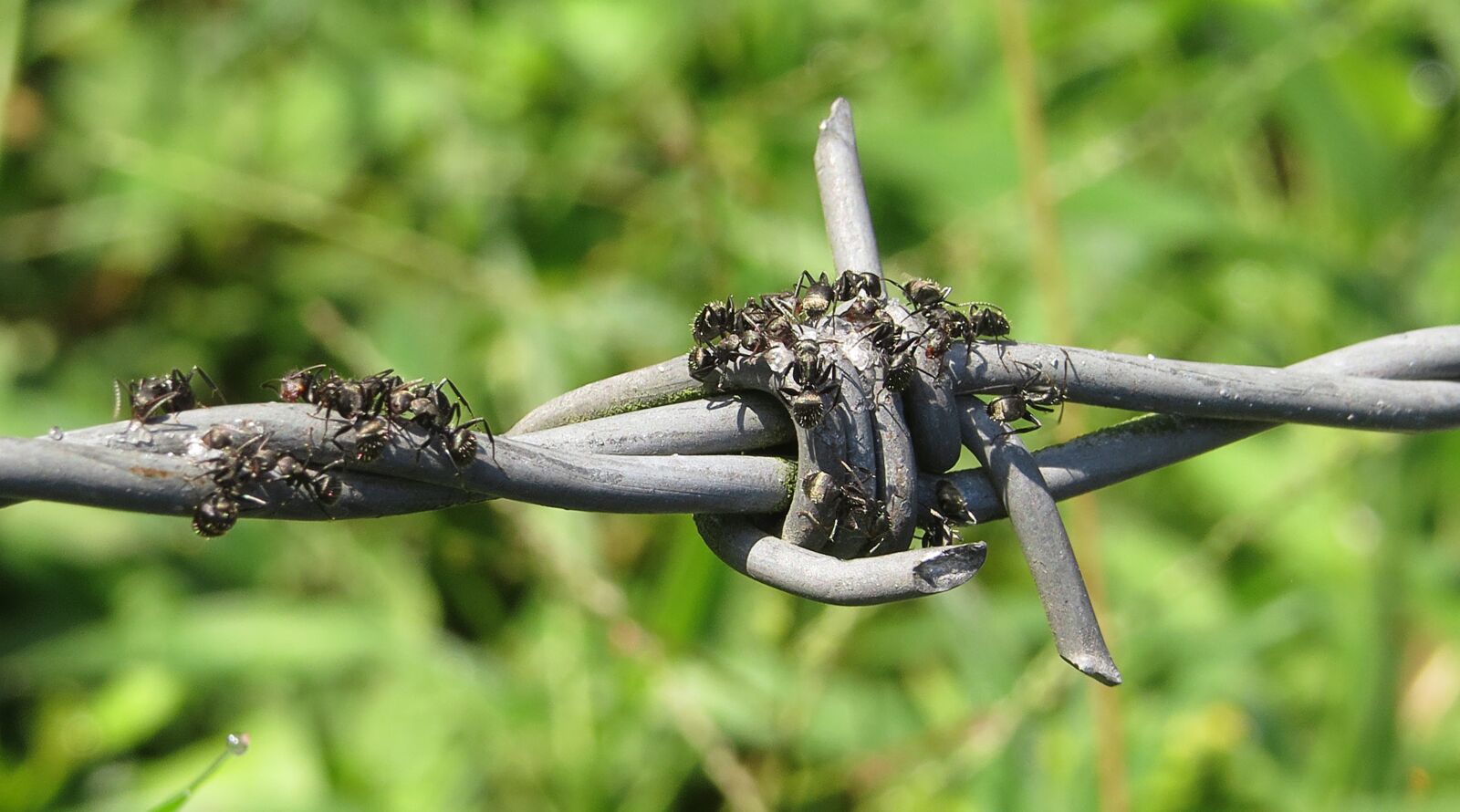 Canon PowerShot SX50 HS sample photo. Insect, nature, animalia photography