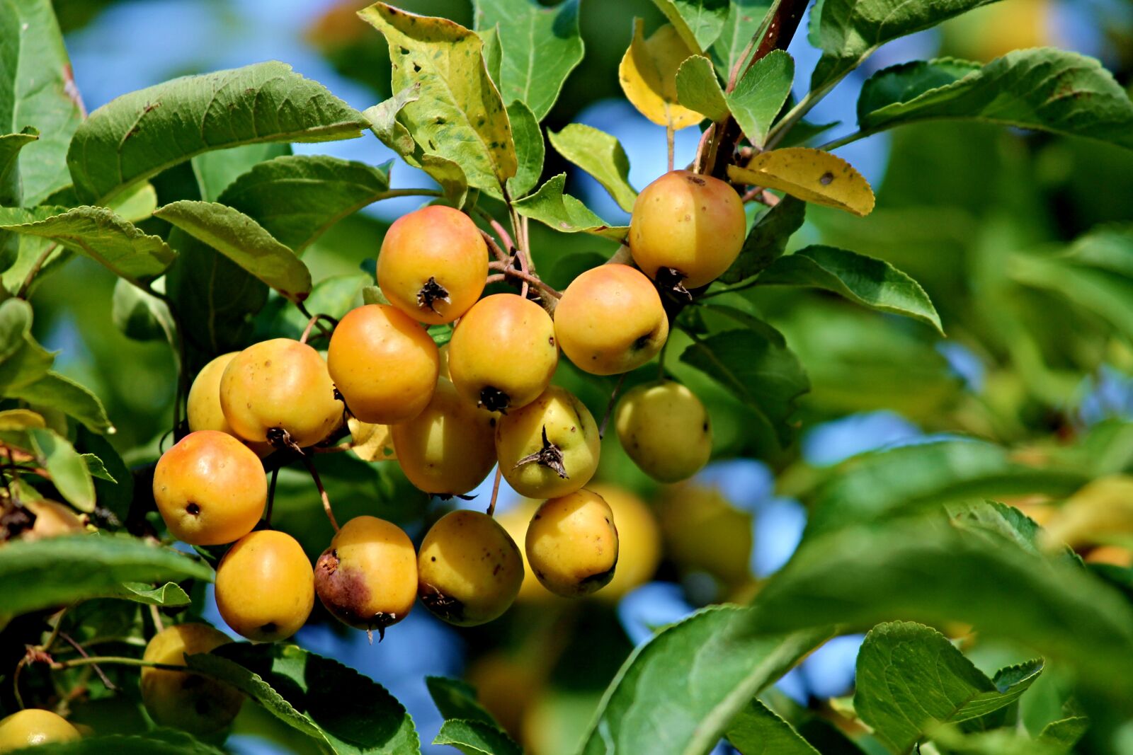 Canon EOS 1100D (EOS Rebel T3 / EOS Kiss X50) sample photo. Ornamental shrub, berries, orange photography