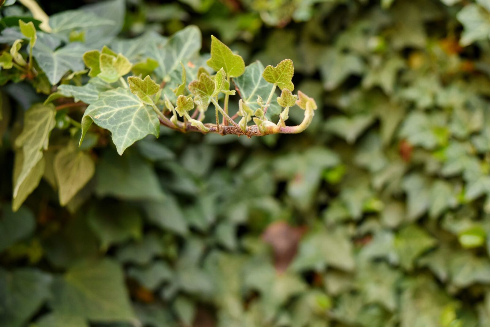 Nikon D5500 sample photo. Green leaves, ivy, spring photography