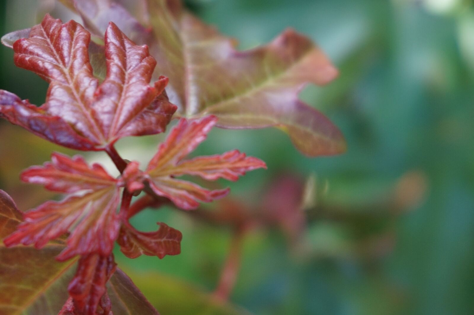 Sony Alpha a5000 (ILCE 5000) sample photo. Leaf, nature, close up photography