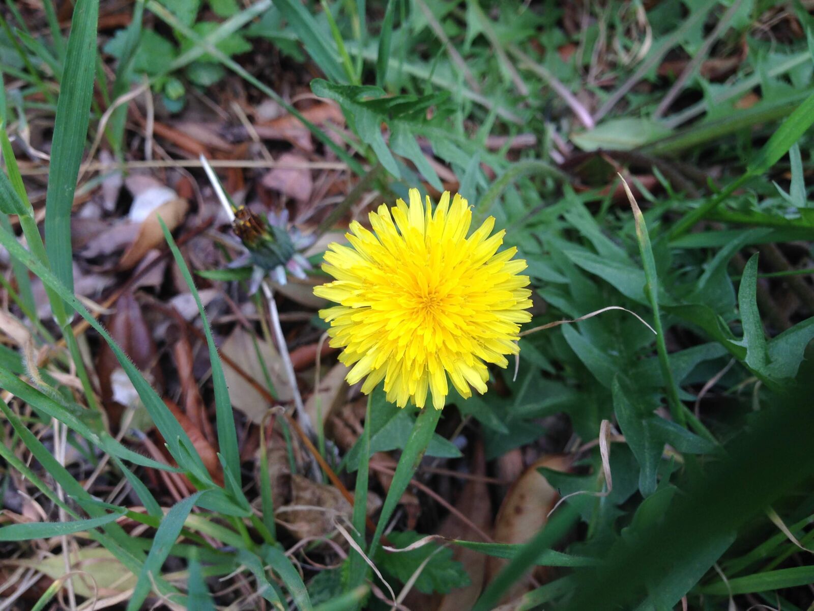 iPhone 5 back camera 4.12mm f/2.4 sample photo. Yellow, sunflower, spring photography