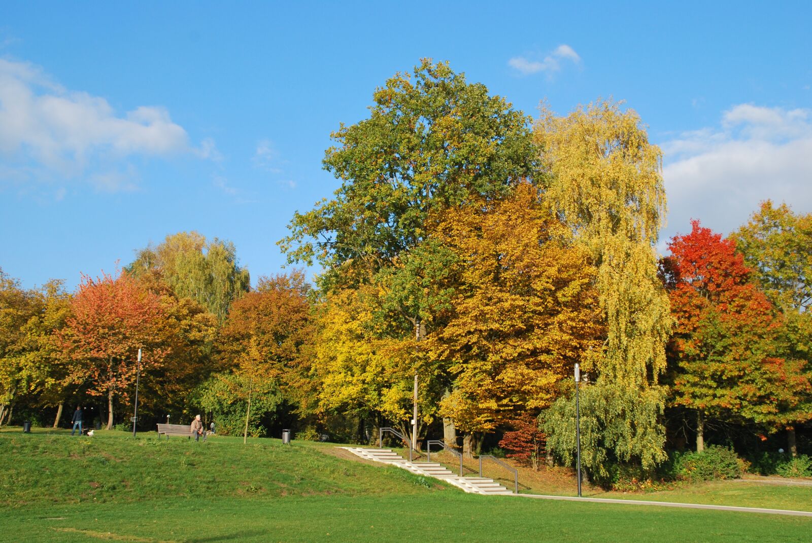 Nikon D60 sample photo. Autumn, colorful, leaves photography