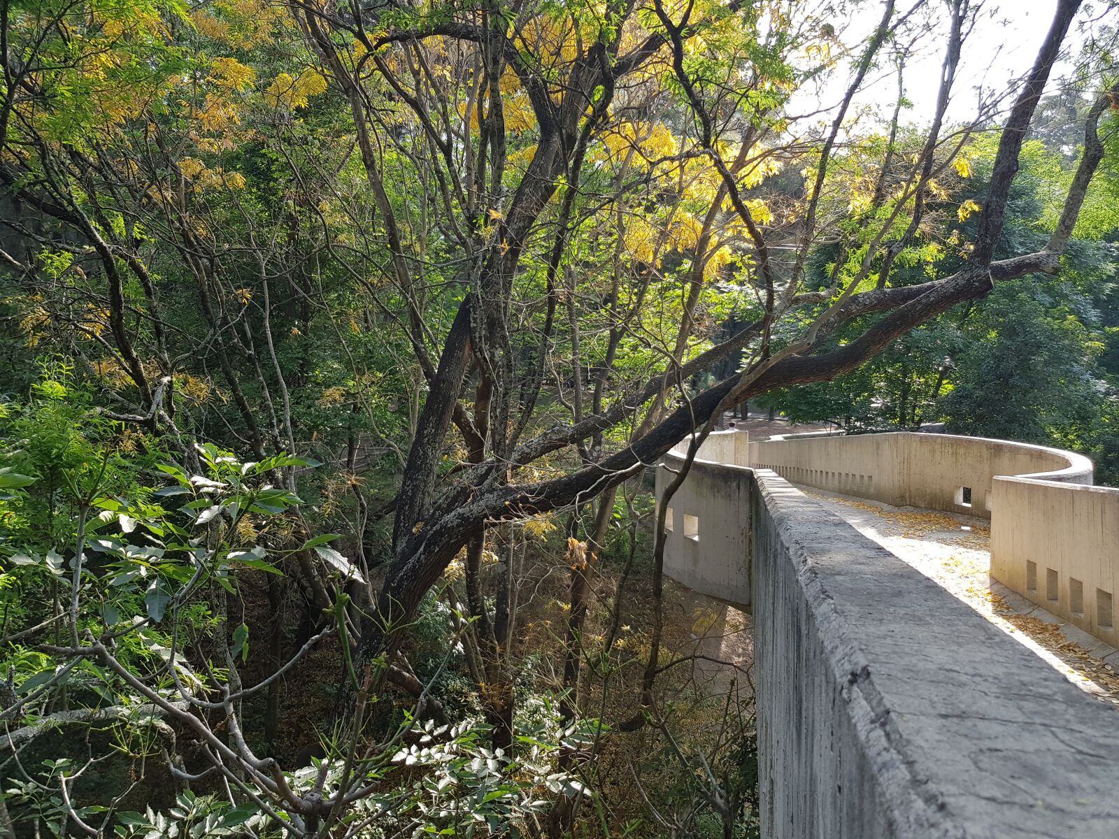 Samsung Galaxy S8 sample photo. Bosque, naturaleza, puente photography