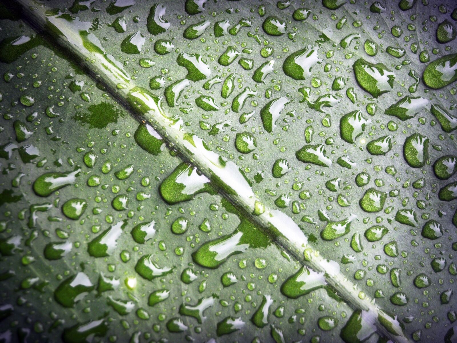 Olympus E-300 (EVOLT E-300) sample photo. Leaf, water, green photography