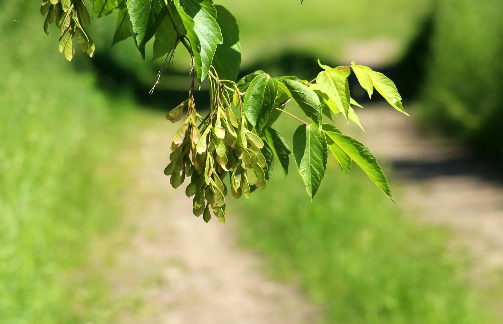 Canon EOS 1200D (EOS Rebel T5 / EOS Kiss X70 / EOS Hi) sample photo. Ash, clone jesionolistny, tree photography