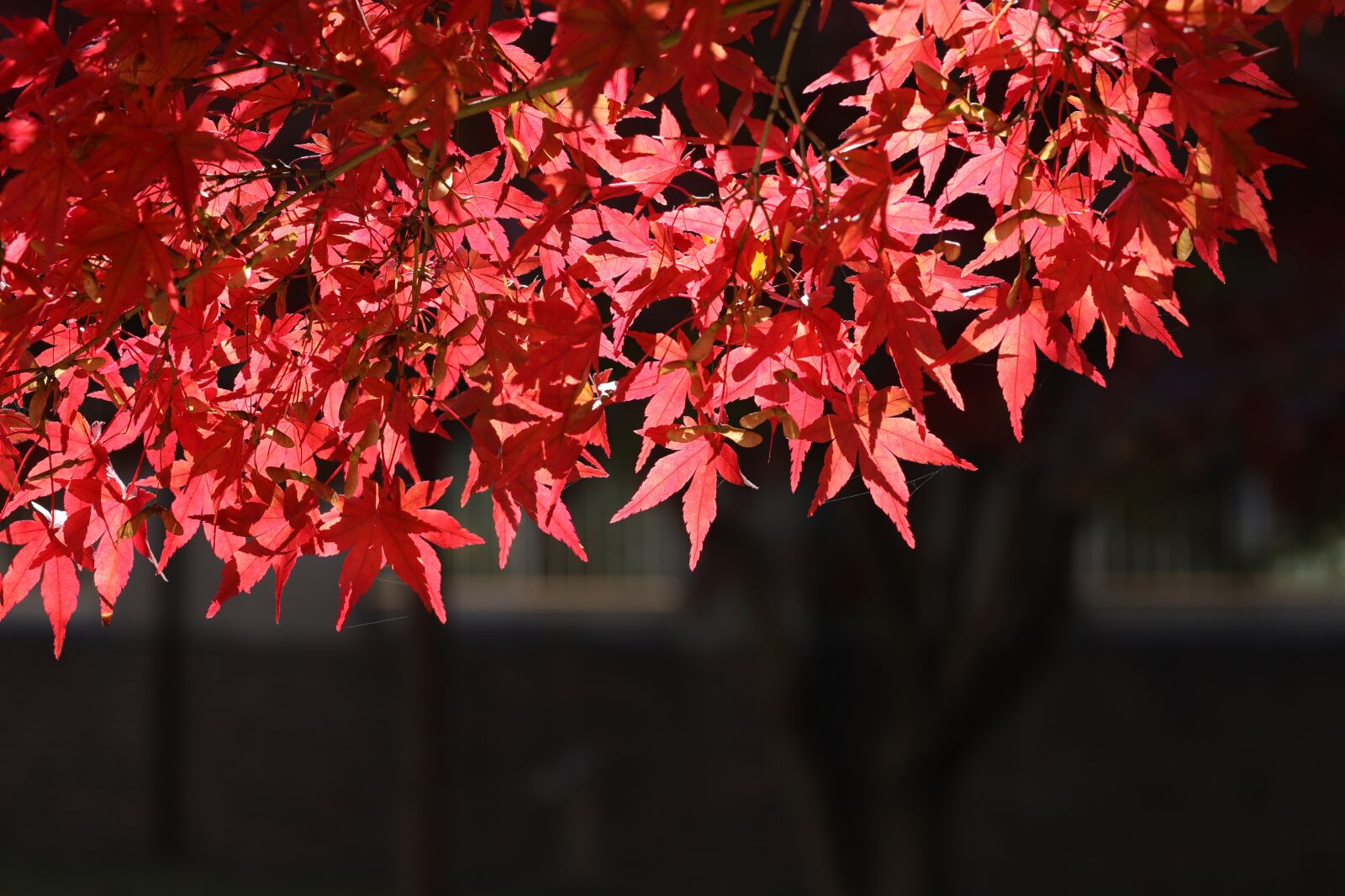 Canon EOS 6D Mark II + Sigma 85mm F1.4 DG HSM Art sample photo. Autumn leaves, leaves, the photography