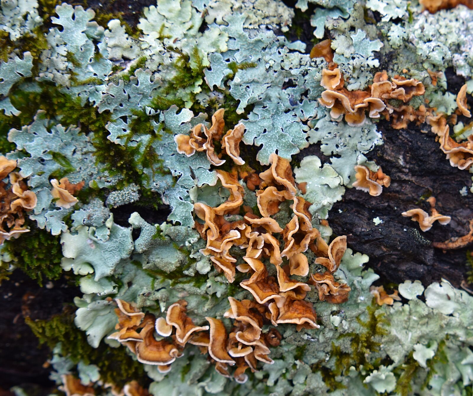 Nikon D3300 sample photo. Lichens on log, lichen photography