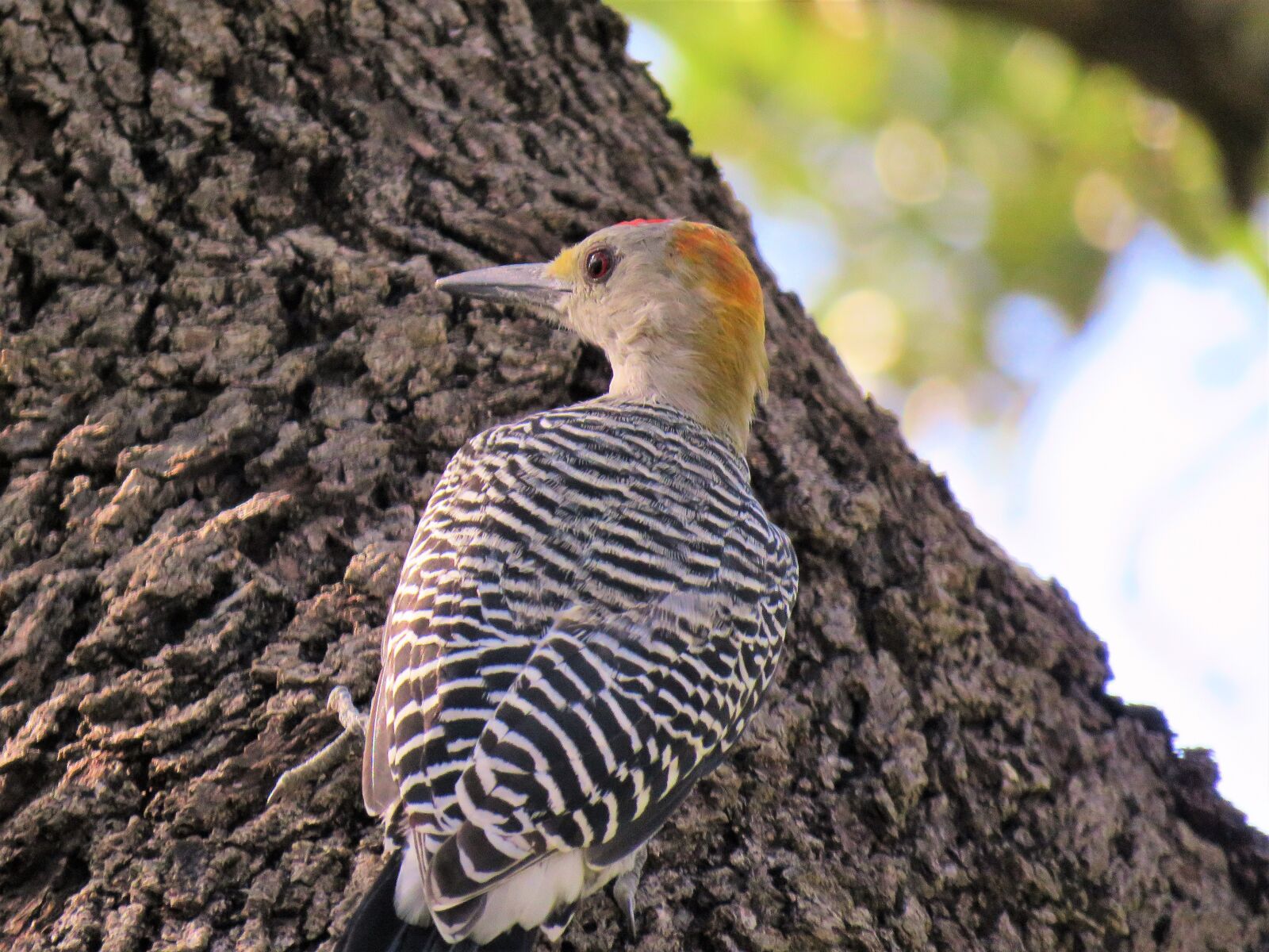 Canon PowerShot SX60 HS sample photo. Bird, woodpecker, wildlife photography