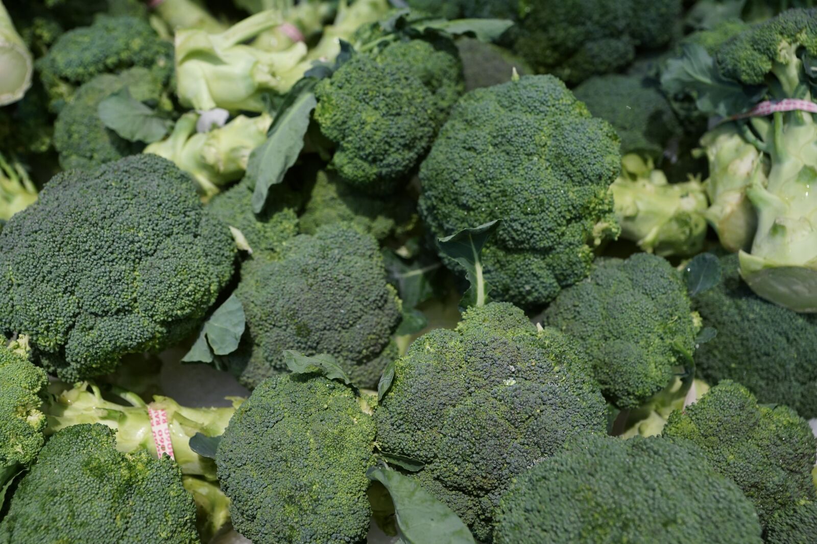 Sony ILCA-77M2 + Sony DT 16-50mm F2.8 SSM sample photo. Broccoli, eat, market photography
